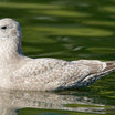 Thayer's Gull
